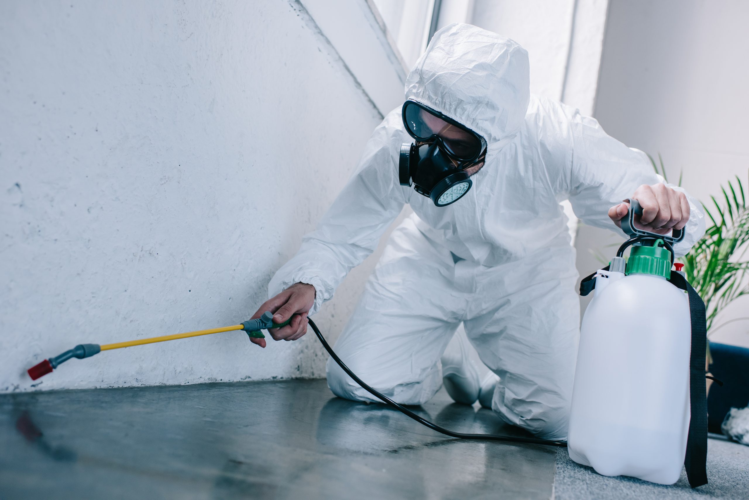 seo for pest control companies